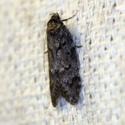 Palimmeces undescribed species nr hemiphanes (Philobota group) at O'Connor, ACT - 26 Apr 2018 by ibaird