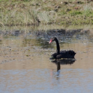 Cygnus atratus at Murrumbateman, NSW - 3 May 2018