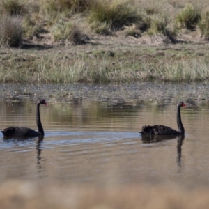 Cygnus atratus at Murrumbateman, NSW - 3 May 2018