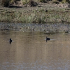 Fulica atra (Eurasian Coot) at Murrumbateman, NSW - 3 May 2018 by SallyandPeter