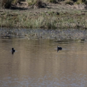 Fulica atra at Murrumbateman, NSW - 3 May 2018 11:04 AM