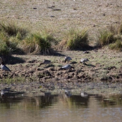 Chenonetta jubata (Australian Wood Duck) at Murrumbateman, NSW - 3 May 2018 by SallyandPeter