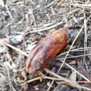 Hepialidae sp. (family) at Bowning, NSW - 3 May 2018