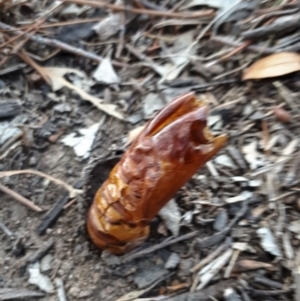 Hepialidae (family) at Bowning, NSW - 3 May 2018