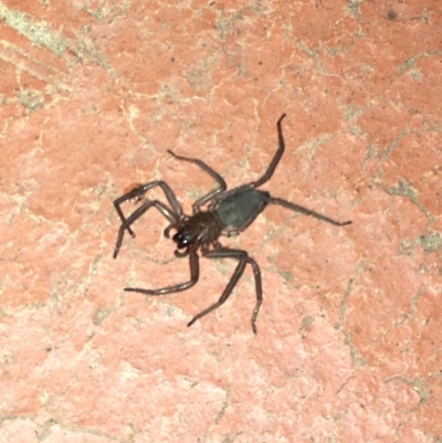 Hemicloea sp. (genus) (Flat bark spider) at Deakin, ACT - 3 May 2018 by jksmits