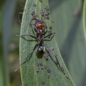 Iridomyrmex purpureus at Canberra Central, ACT - 2 May 2018