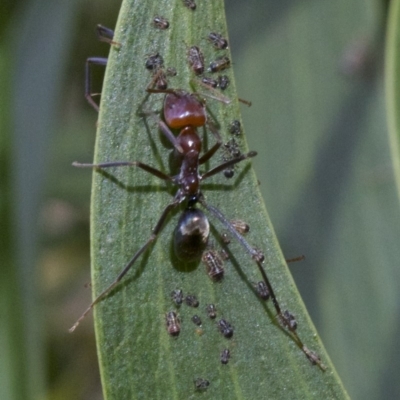 Iridomyrmex purpureus (Meat Ant) at Canberra Central, ACT - 2 May 2018 by jb2602