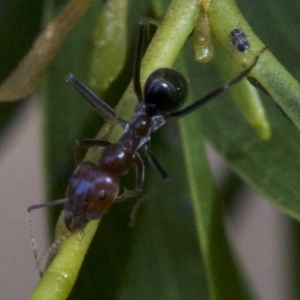 Iridomyrmex purpureus at Canberra Central, ACT - 2 May 2018