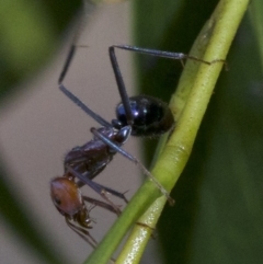 Iridomyrmex purpureus at Canberra Central, ACT - 2 May 2018 03:47 PM