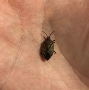 Poecilometis sp. (genus) at Watson, ACT - 1 May 2018 09:25 PM