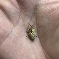 Poecilometis sp. (genus) at Watson, ACT - 1 May 2018 09:25 PM