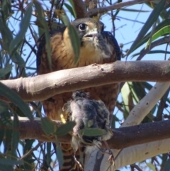 Falco longipennis (Australian Hobby) at Garran, ACT - 3 May 2018 by roymcd