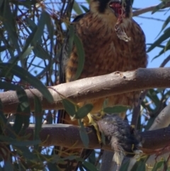 Falco longipennis at Garran, ACT - 3 May 2018