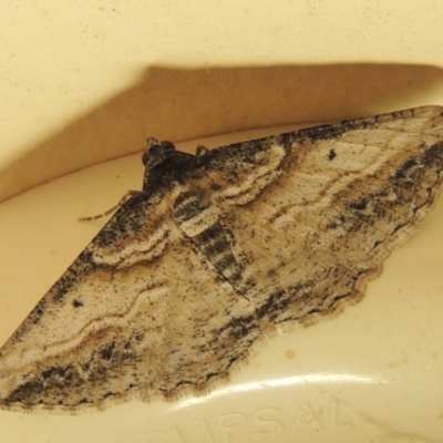Syneora euboliaria (Boarmiini, Geometer moth) at Conder, ACT - 4 Apr 2018 by michaelb