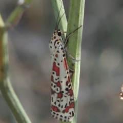 Utetheisa (genus) (A tiger moth) at Paddys River, ACT - 9 Apr 2018 by MichaelBedingfield