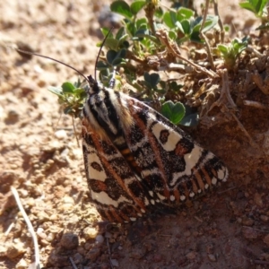 Apina callisto at Molonglo Valley, ACT - 3 May 2018