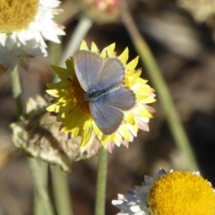 Zizina otis (Common Grass-Blue) at Molonglo Valley, ACT - 30 Apr 2018 by AndyRussell