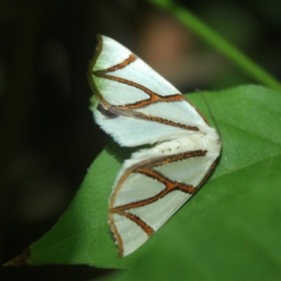 Thalaina clara (Clara's Satin Moth) at Undefined - 2 May 2018 by nickhopkins