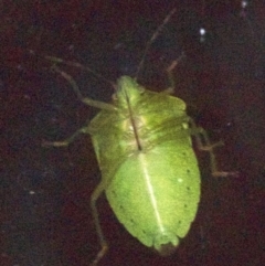 Nezara viridula (Green vegetable bug) at Ainslie, ACT - 16 Apr 2018 by jbromilow50