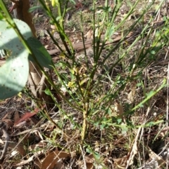 Cytisus scoparius subsp. scoparius (Scotch Broom, Broom, English Broom) at Mount Majura - 3 May 2018 by waltraud