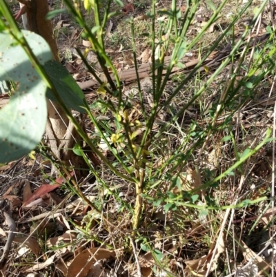 Cytisus scoparius subsp. scoparius (Scotch Broom, Broom, English Broom) at Mount Majura - 3 May 2018 by waltraud