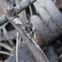 Jotus auripes (Jumping spider) at Aranda Bushland - 3 May 2018 by CathB
