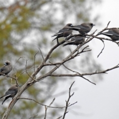 Artamus cyanopterus (Dusky Woodswallow) at Fyshwick, ACT - 4 May 2018 by RodDeb