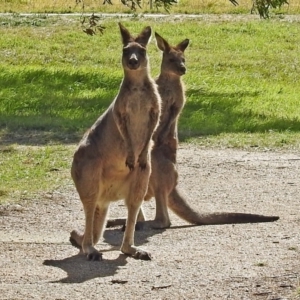 Macropus giganteus at Fyshwick, ACT - 4 May 2018 12:29 PM