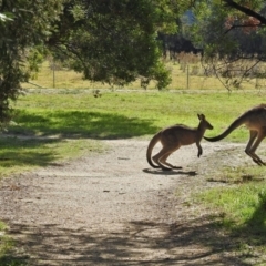 Macropus giganteus at Fyshwick, ACT - 4 May 2018