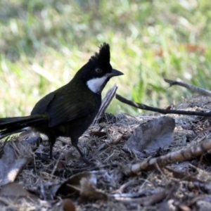 Psophodes olivaceus at Dignams Creek, NSW - 3 May 2018