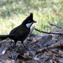 Psophodes olivaceus (Eastern Whipbird) at Dignams Creek, NSW - 3 May 2018 by Maggie1