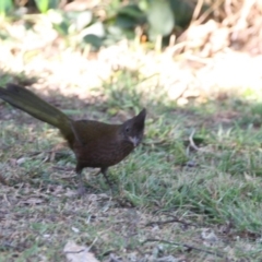 Psophodes olivaceus at Dignams Creek, NSW - 3 May 2018