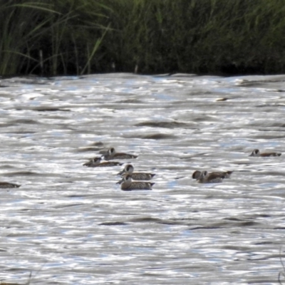 Malacorhynchus membranaceus (Pink-eared Duck) at Fyshwick, ACT - 4 May 2018 by RodDeb