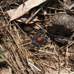 Missulena occatoria (Red-headed Mouse Spider) at Watson, ACT - 28 Mar 2018 by JaneR