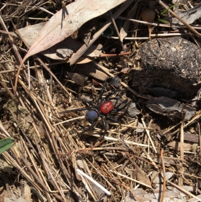 Missulena occatoria (Red-headed Mouse Spider) at The Fair, Watson - 28 Mar 2018 by JaneR