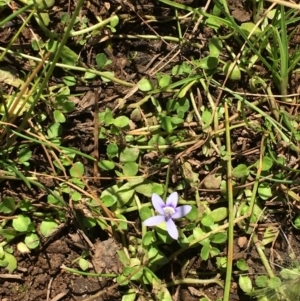 Isotoma fluviatilis subsp. australis at Majura, ACT - 30 Mar 2018