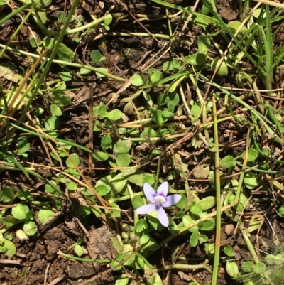 Isotoma fluviatilis subsp. australis (Swamp Isotome) at Majura, ACT - 30 Mar 2018 by JaneR