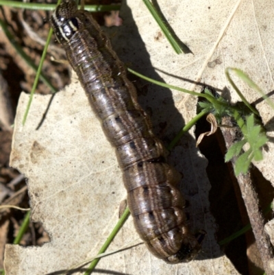 Unidentified at Mount Ainslie - 11 Apr 2018 by jb2602