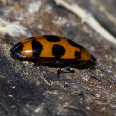 Episcaphula australis (Fungus beetle) at Mount Majura - 4 May 2018 by jb2602