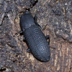 Toxicum sp. (genus) (Horned darkling beetle) at Canberra Central, ACT - 4 May 2018 by jb2602