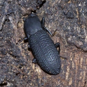 Toxicum sp. (genus) at Canberra Central, ACT - 4 May 2018