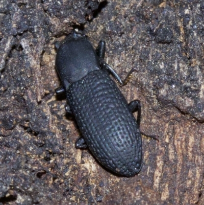 Toxicum sp. (genus) (Horned darkling beetle) at Mount Majura - 4 May 2018 by jb2602