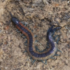 Scolopendra laeta (Giant Centipede) at Canberra Central, ACT - 4 May 2018 by jb2602