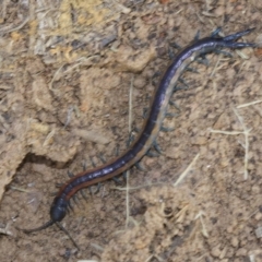 Scolopendra laeta at Canberra Central, ACT - 4 May 2018