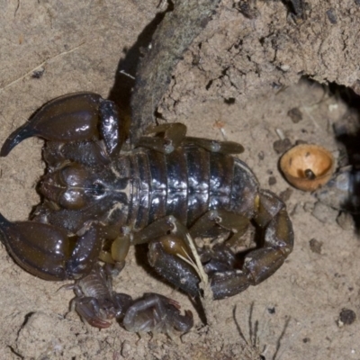 Urodacus manicatus (Black Rock Scorpion) at Mount Majura - 4 May 2018 by jbromilow50