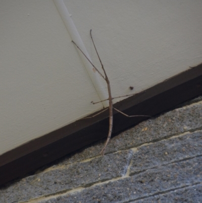 Ctenomorpha marginipennis (Margin-winged stick insect) at QPRC LGA - 19 Feb 2018 by natureguy