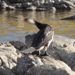 Microcarbo melanoleucos (Little Pied Cormorant) at Paddys River, ACT - 9 Apr 2018 by michaelb