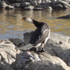 Microcarbo melanoleucos (Little Pied Cormorant) at Paddys River, ACT - 9 Apr 2018 by MichaelBedingfield