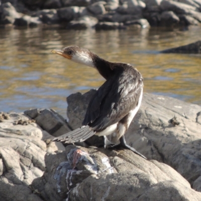 Microcarbo melanoleucos (Little Pied Cormorant) at Paddys River, ACT - 9 Apr 2018 by MichaelBedingfield