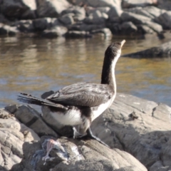 Microcarbo melanoleucos at Paddys River, ACT - 9 Apr 2018